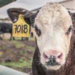 Comment améliorer le bien-être animal dans les élevages ?