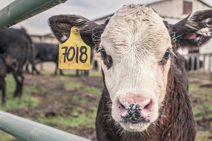 Comment améliorer le bien-être animal dans les élevages ?