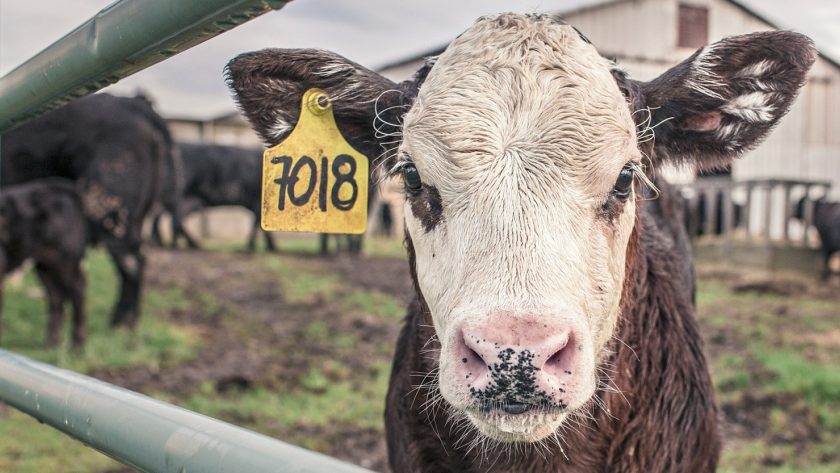 Comment améliorer le bien-être animal dans les élevages ?